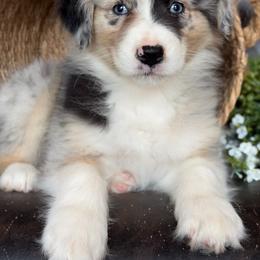 Winnie-has tail-many videos - Red merle female Australian Shepherd puppy in Troy, South Carolina from Australian Shepherds of 3/W Farms