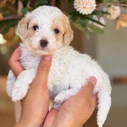 Danielle - White female Poodle puppy in Yuciapa, California from AlltheDoodlez_