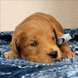 August - Red male Bernedoodle puppy in Temecula, California from Oodles O'Doodles