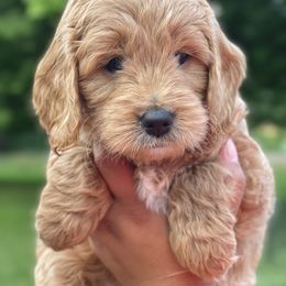Bernedoodle and Goldendoodle Puppies from Lings Legacy Doodles
