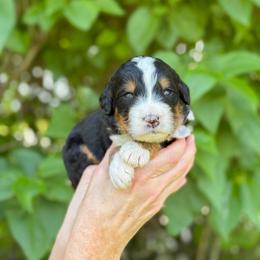 Curly - Tri-color male Bernedoodle puppy in Bellville, Ohio from Bernedoodle Buddies