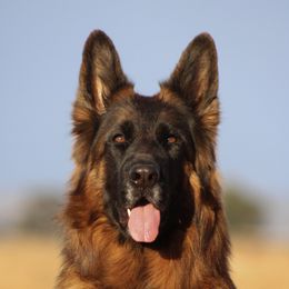 Amaani - German Shepherd