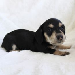 Owen - Black and cream male Dachshund puppy in Fairfax, Iowa from Grayson’s Lovable Dachshunds