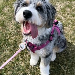 Bernedoodle and Cavapoo All Grown Up from Still Waters Farm