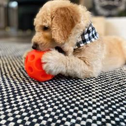 Goldendoodle Puppies from Soule Buddies