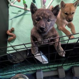 Girl 2 - Brindle female Hokkaido puppy in Atlanta, Georgia from Tohoku Nozomi Kennel 東北望み荘