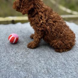 Pepa (Baby 3) - Red  female Poodle puppy in Rocky Top, Tennessee from WayMakers Papillons & Poodles