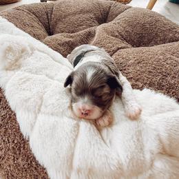 River - Merle female Cavapoo puppy in Virginia Beach, Virginia from Son Kissed Puppy Co