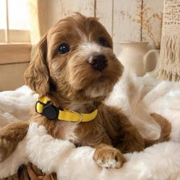 Liberty - Yellow Collar - Red  female Goldendoodle puppy in Huntsville, Alabama from Falcon Ridge Doodles