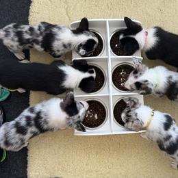 American Corgi, Cardigan Welsh Corgi, and Pembroke Welsh Corgi Puppies from DnD Corgis