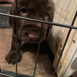 Field Spaniel Puppies from SandyMist Kennel