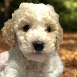 Goldendoodles from Duval Doodles
