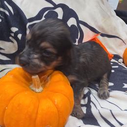 Edgar - Black and tan male Dachshund puppy in Price, Utah from Smiling Dog Dachshunds