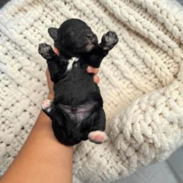 Bernedoodle, Cavapoo, Goldendoodle, Miniature Schnauzer, and Poodle Puppies from Pet Inn Xxweetdoodles