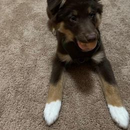 Australian Shepherd Puppies from Van Huitt Australian Shepherds