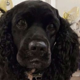 Dixie - Cocker Spaniel