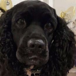 Dixie - Cocker Spaniel