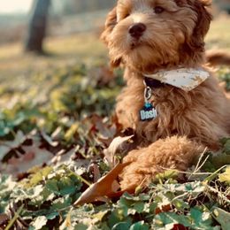 Goldendoodle Puppies from Lake Road Doodles