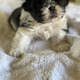 Rockstar - Black and white male Shih Tzu puppy in Tenmile, Oregon from Polly Pockets Imperial Shih Tzu’s