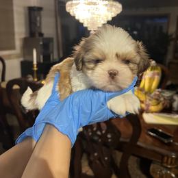 Sleeping Beauty - Liver and white female Shih Tzu puppy in South Ogden, Utah from With Love