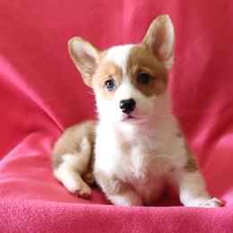 BB Female 1 - Red female Pembroke Welsh Corgi puppy in Texas from Wild West Corgis of Texas