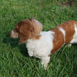 Dachshunds and English Springer Spaniels from Indian Creek Springers and Doxies