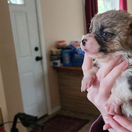 Bagel - White and red female Pembroke Welsh Corgi puppy in Grand Blanc, Michigan from Dellinger's Corgi's