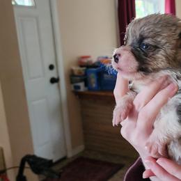 Bagel - White and red female Pembroke Welsh Corgi puppy in Grand Blanc, Michigan from Dellinger's Corgi's