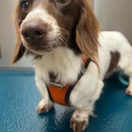 Ellie - Piebald female Dachshund puppy in East Dover, Vermont from Audet’s Mini Dachshunds