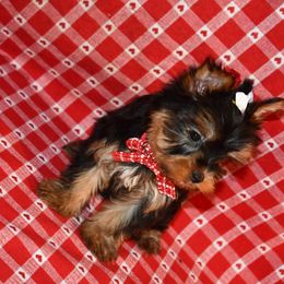 Candy - Black and tan Yorkshire Terrier puppy in Maple Heights, Ohio from Yorkiesllc