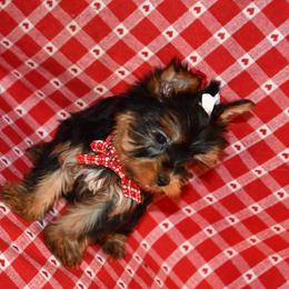 Candy - Black and tan Yorkshire Terrier puppy in Maple Heights, Ohio from Yorkiesllc
