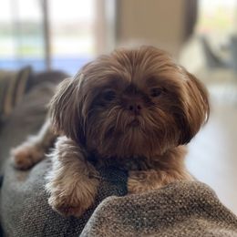 Brownie - Shih Tzu
