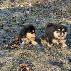 Finnish Lapphund Puppies from Akasha Wind