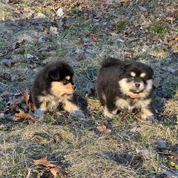 Finnish Lapphund Puppies from Akasha Wind