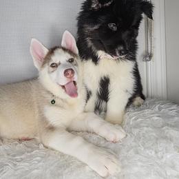 Siberian Husky Puppies from Springfield Huskies