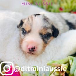 Conchita - Blue merle female Miniature Australian Shepherd puppy in Valley Center, California from DLT MiniAussie