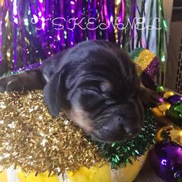 Piper - Black and tan female Dachshund puppy in Poplarville, Mississippi from T's Kennel
