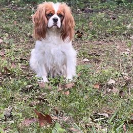 Bonnie - Cavalier King Charles Spaniel