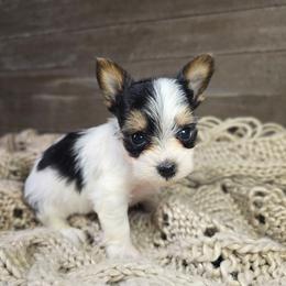 Indo - Parti male Yorkshire Terrier puppy in Mountain Grove, Missouri from Precious Puppies