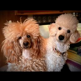 Poodle puppies from High Desert Companions