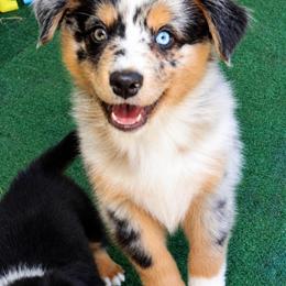 Journey - Blue merle male Miniature Australian Shepherd puppy in Guthrie, Oklahoma from Raised Right Pups