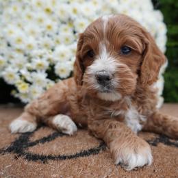 Julio - Red and white male Cockapoo puppy in Shipshewana, Indiana from Home Raised Cockapoos