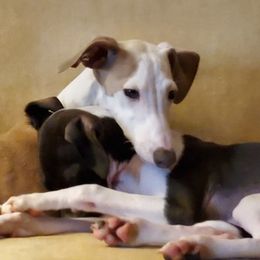 Italian Greyhound All Grown Up from Heartsdesire Italian Greyhounds