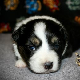Tootsie pop - Black tri female Miniature Australian Shepherd puppy in El Dorado Springs, Missouri from HP Aussie Kennels