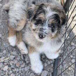 Aussiedoodle and Bernedoodle Puppies from North 40 Doodles