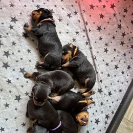 Girl 1 - Black and mahogany female Rottweiler puppy in Washington, Pennsylvania from McWreath Rottweilers