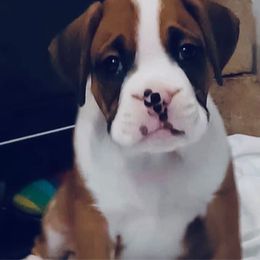 Girl 3 - Fawn female Boxer puppy in Apopka, Florida from Boxer Puppies