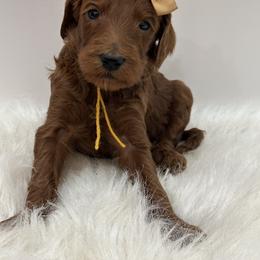 Coral Girl - Red  female Goldendoodle puppy in Waskom, Texas from Pearls & Curls doodles & poodles