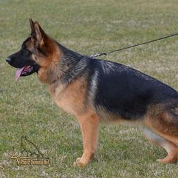 German Shepherd puppies from Von Kunstlerisch