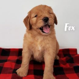 Aussiedoodles, Goldendoodles, and Sheepadoodles from UpNorth Pups